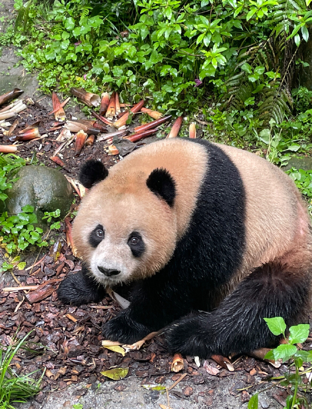 《抖音》小狗乖乖大熊猫圆润表情包分享