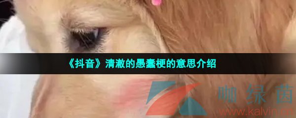 《抖音》清澈的愚蠢梗的意思介绍